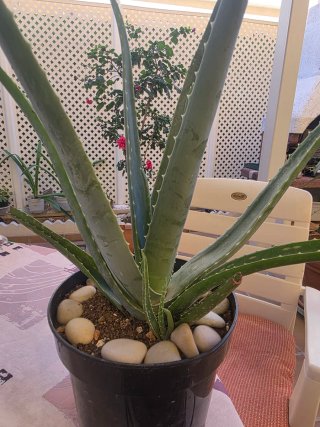Planta Aloe Vera en Maceta Negra