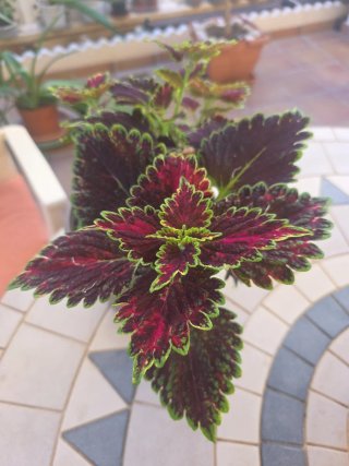 Planta Coleo