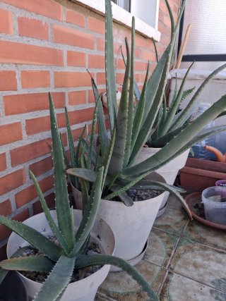 Planta Aloe Vera en Maceta
