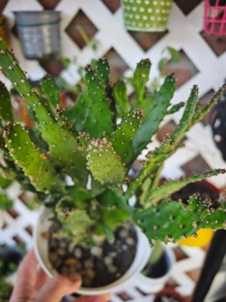 Solo está semana el precio Cactus Opuntia en macet