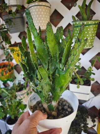 Solo está semana el precio Cactus Opuntia en macet
