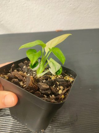Monstera Adansonii Albo Variegada