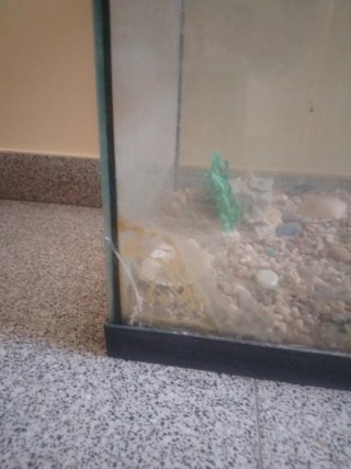 Pecera/Terrario