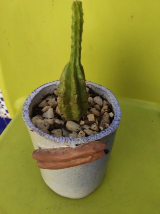 Cactus en maceta decorada