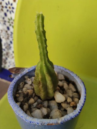 Cactus en maceta decorada