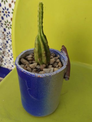 Cactus en maceta decorada