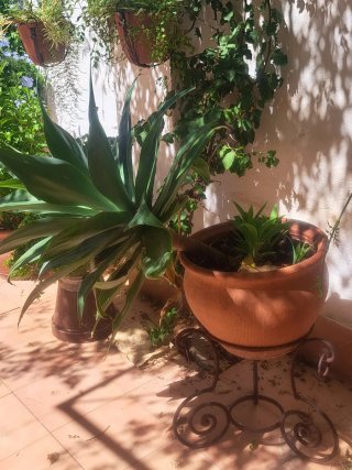 Agave Gigante