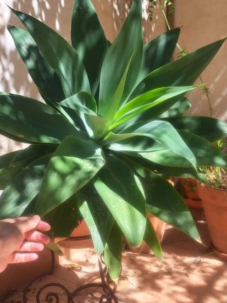 Agave Gigante