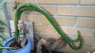 Selenicereus grandiflorus pianta
