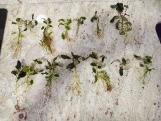 Bucephalandra Theia Red