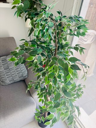 Planta Ficus Benjamina Artificial 170cm
