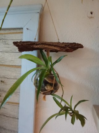 Planta colgante con maceta de cristal