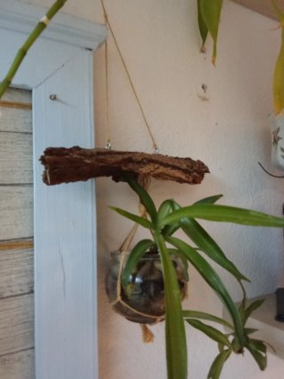 Planta colgante con maceta de cristal