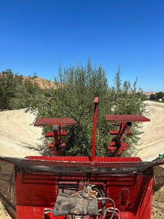 Paraguas recolector aceitunas tractor