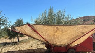 Paraguas recolector aceitunas tractor