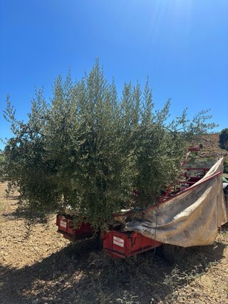 Paraguas recolector aceitunas tractor