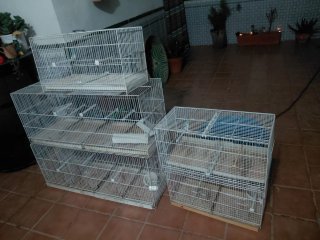 Jaulas de cría para canarios.