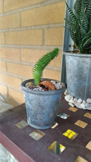 Pianta succulenta Huernia Euphorbia