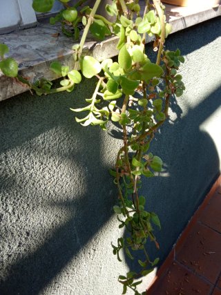 Planta del rocio colgante