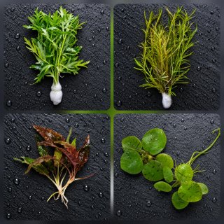 Pack Plantas Acuáticas Low Tech c/ Anubia Gracilis