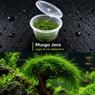 Pack Plantas Acuáticas Low Tech c/ Anubia Gracilis