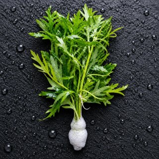 Pack Plantas Acuáticas Low Tech c/ Anubia Gracilis