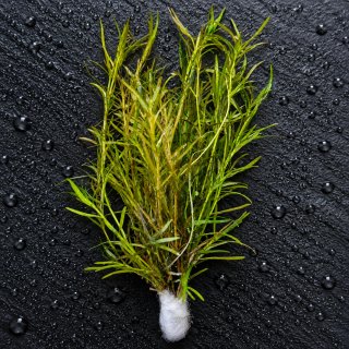 Pack Plantas Acuáticas Low Tech c/ Anubia Gracilis