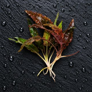 Pack Plantas Acuáticas Low Tech c/ Anubia Gracilis
