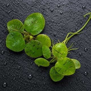 Pack Plantas Acuáticas Low Tech c/ Anubia Gracilis