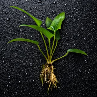 Pack Plantas Acuáticas Low Tech c/ Anubia Gracilis