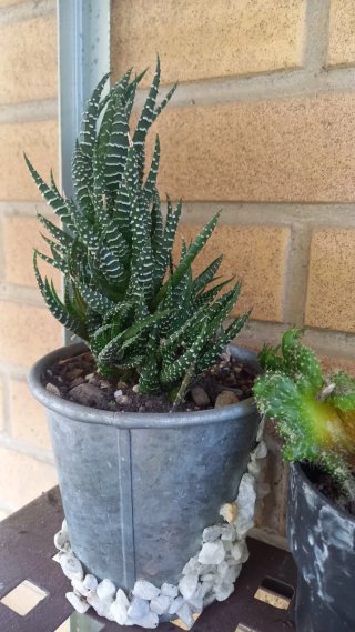 Pianta succulenta in vaso