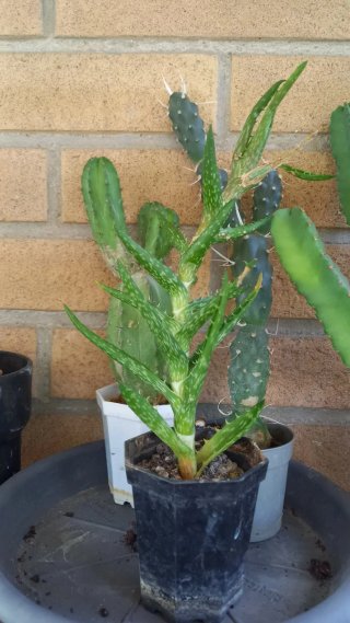 Pianta Aloe in vaso