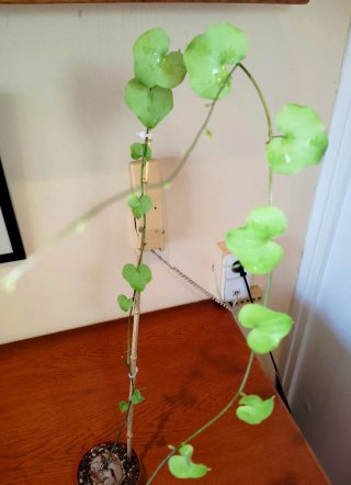 Planta.Caudex.Dioscorea Elephantipes.