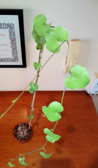 Planta.Caudex.Dioscorea Elephantipes.