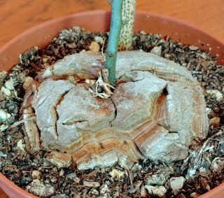 Planta.Caudex.Dioscorea Elephantipes.