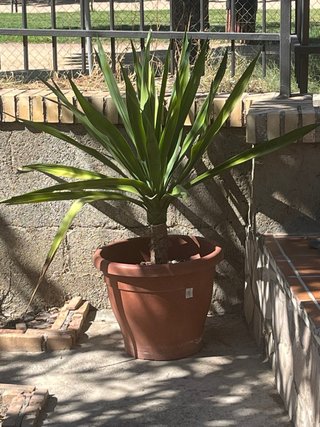 Maceta Yuca Clase Real. 120cm