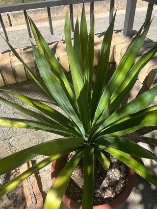 Maceta Yuca Clase Real. 120cm
