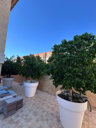 Ficus en maceta grande