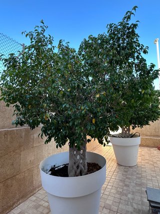 Ficus en maceta grande