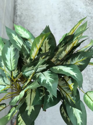 Set 5 Plantas Artificiales Dieffenbachia
