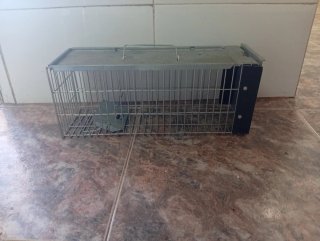 Trampa para ratas metálica