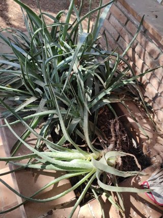 Planta Aloe Vera Grande