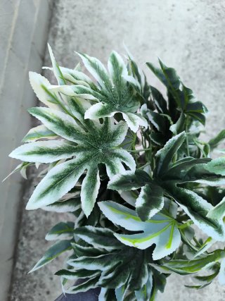 Set 5 Plantas Aralia Artificiales