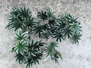 Set 5 Plantas Aralia Artificiales