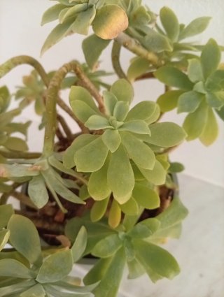 Planta Suculenta Sedum Palmeri Madura en maceta