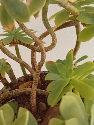 Planta Suculenta Sedum Palmeri Madura en maceta