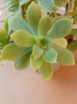 Planta Suculenta Sedum Palmeri Madura en maceta