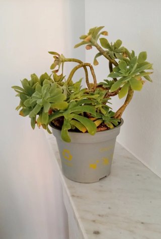 Planta Suculenta Sedum Palmeri Madura en maceta