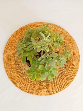 Planta Suculenta Sedum Palmeri Madura en maceta