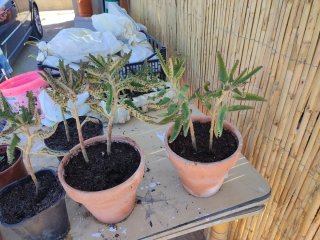 Kalanchoe planta